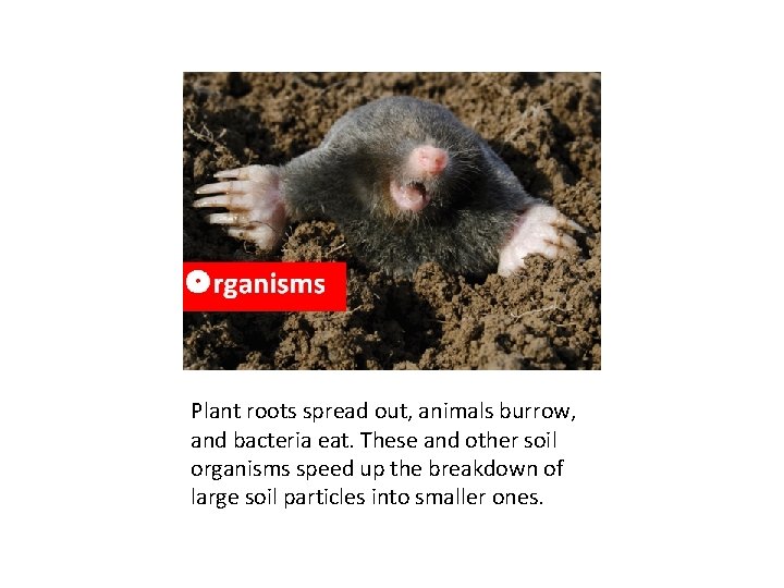 Plant roots spread out, animals burrow, and bacteria eat. These and other soil organisms Plant roots spread out, animals burrow, and bacteria eat. These and other soil organisms