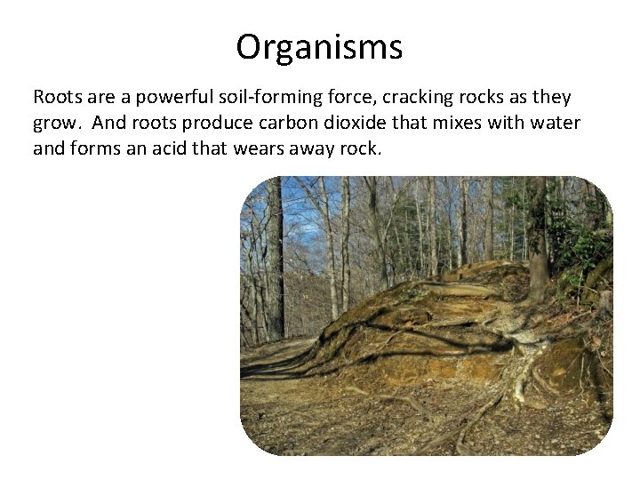 Organisms Roots are a powerful soil-forming force, cracking rocks as they grow. And roots Organisms Roots are a powerful soil-forming force, cracking rocks as they grow. And roots
