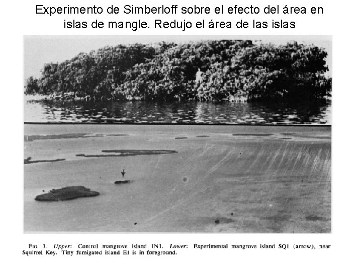 Experimento de Simberloff sobre el efecto del área en islas de mangle. Redujo el
