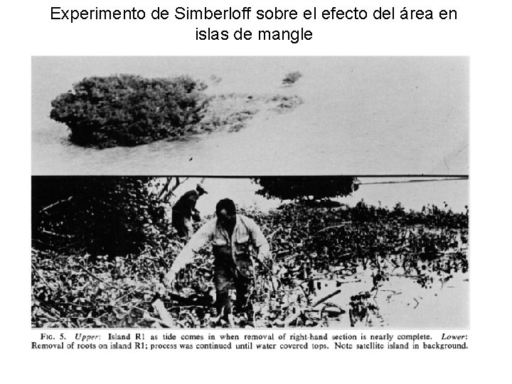 Experimento de Simberloff sobre el efecto del área en islas de mangle 