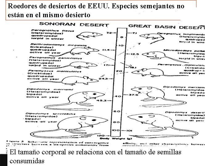 Roedores de desiertos de EEUU. Especies semejantes no están en el mismo desierto El