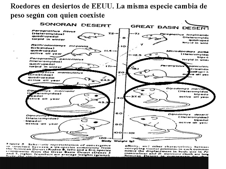 Roedores en desiertos de EEUU. La misma especie cambia de peso según con quien