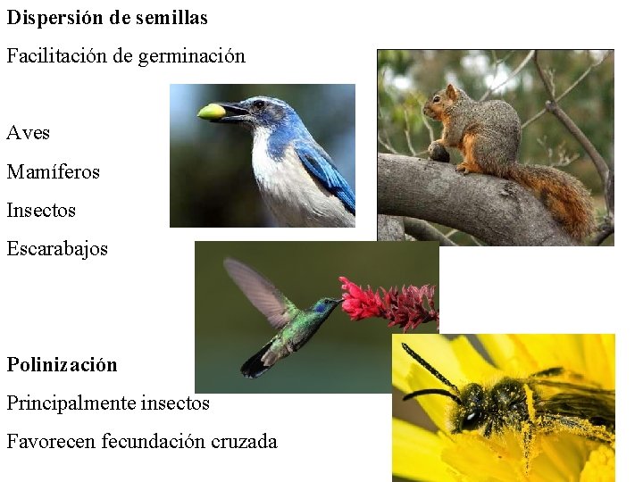 Dispersión de semillas Facilitación de germinación Aves Mamíferos Insectos Escarabajos Polinización Principalmente insectos Favorecen