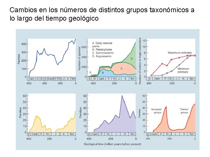 Cambios en los números de distintos grupos taxonómicos a lo largo del tiempo geológico