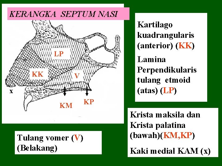 KERANGKA SEPTUM NASI Kartilago kuadrangularis (anterior) (KK) LP KK Lamina Perpendikularis tulang etmoid (atas)