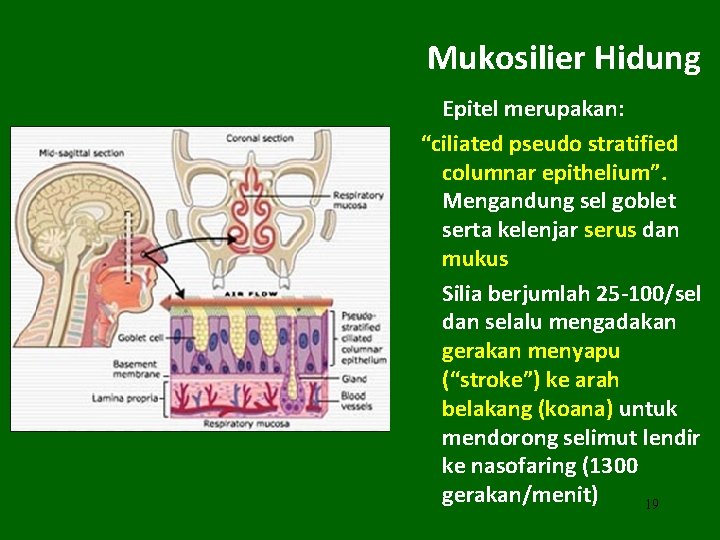 Mukosilier Hidung Epitel merupakan: “ciliated pseudo stratified columnar epithelium”. Mengandung sel goblet serta kelenjar