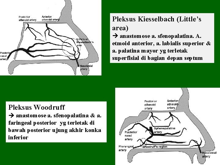 Pleksus Kiesselbach (Little’s area) anastomose a. sfenopalatina. A. etmoid anterior, a. labialis superior &