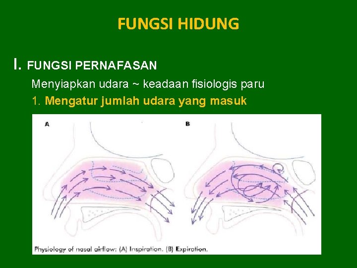 FUNGSI HIDUNG I. FUNGSI PERNAFASAN Menyiapkan udara ~ keadaan fisiologis paru 1. Mengatur jumlah