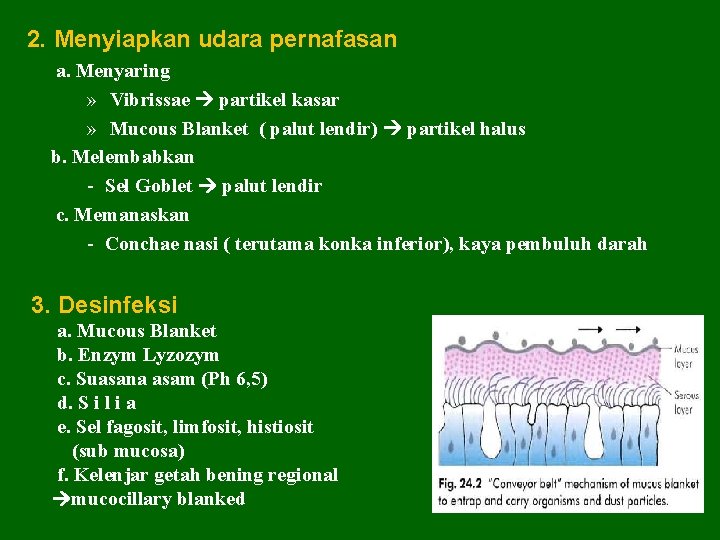 2. Menyiapkan udara pernafasan a. Menyaring » Vibrissae partikel kasar » Mucous Blanket (