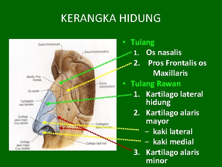 KERANGKA HIDUNG • Tulang 1. Os nasalis 2. Pros Frontalis os Maxillaris • Tulang