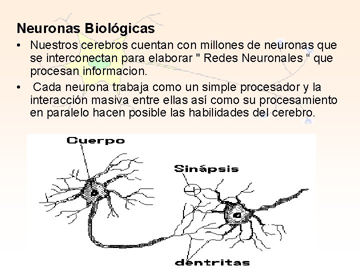 Neuronas Biológicas • Nuestros cerebros cuentan con millones de neuronas que se interconectan para