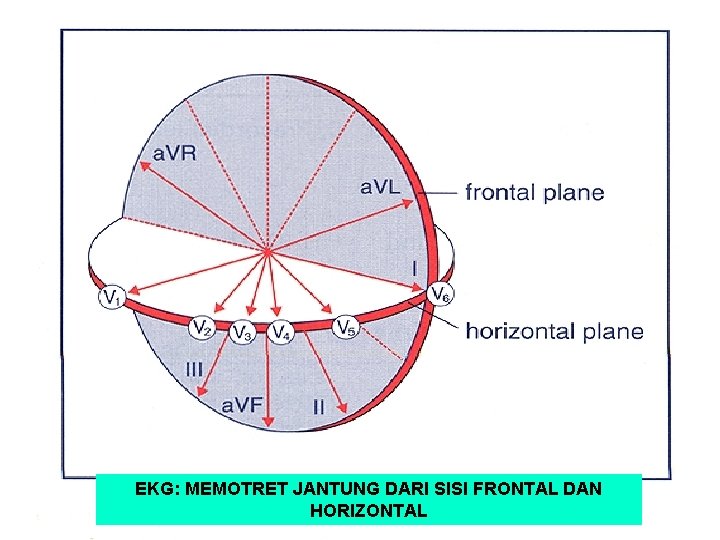 EKG: MEMOTRET JANTUNG DARI SISI FRONTAL DAN HORIZONTAL 