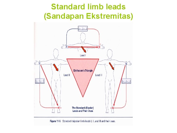 Standard limb leads (Sandapan Ekstremitas) 