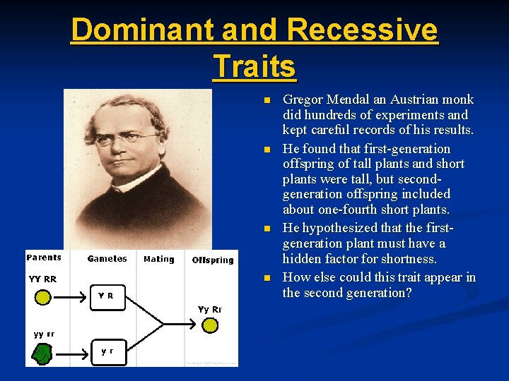 Dominant and Recessive Traits n n Gregor Mendal an Austrian monk did hundreds of