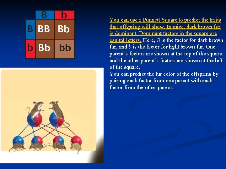You can use a Punnett Square to predict the traits that offspring will show.
