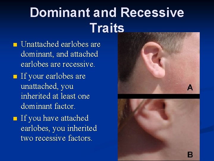 Dominant and Recessive Traits n n n Unattached earlobes are dominant, and attached earlobes
