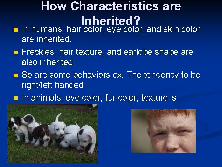 n n How Characteristics are Inherited? In humans, hair color, eye color, and skin