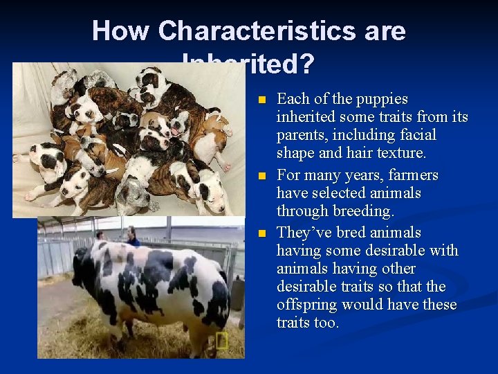 How Characteristics are Inherited? n n n Each of the puppies inherited some traits