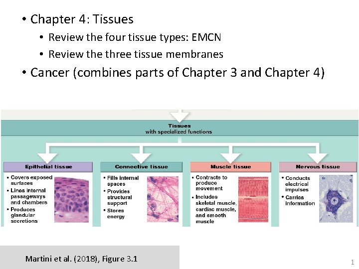  • Chapter 4: Tissues • Review the four tissue types: EMCN • Review