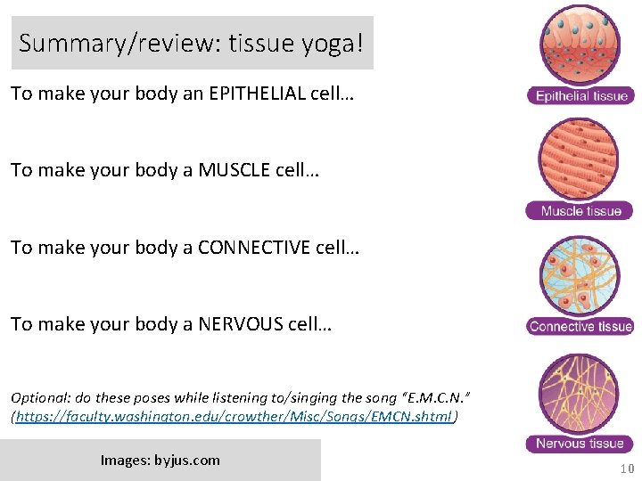 Summary/review: tissue yoga! To make your body an EPITHELIAL cell… To make your body