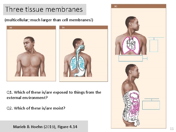 Three tissue membranes (multicellular; much larger than cell membranes!) Q 1. Which of these