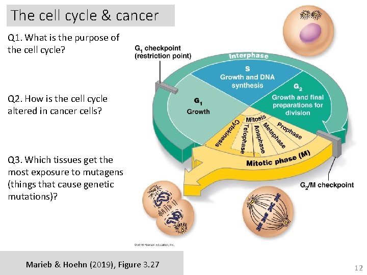 The cell cycle & cancer Q 1. What is the purpose of the cell