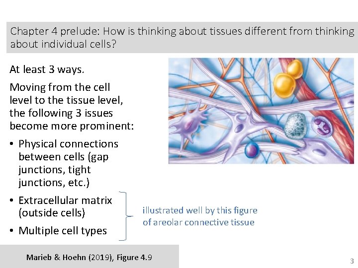 Chapter 4 prelude: How is thinking about tissues different from thinking about individual cells?