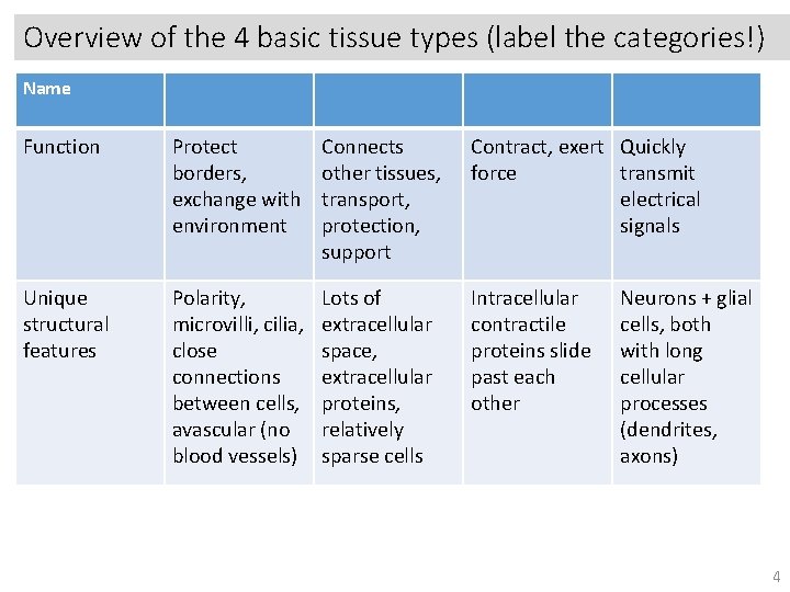 Overview of the 4 basic tissue types (label the categories!) Name Function Protect borders,