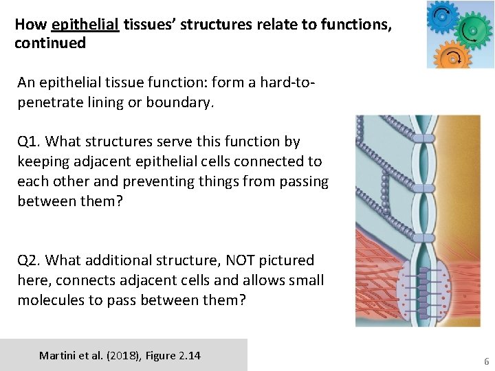 How epithelial tissues’ structures relate to functions, continued An epithelial tissue function: form a