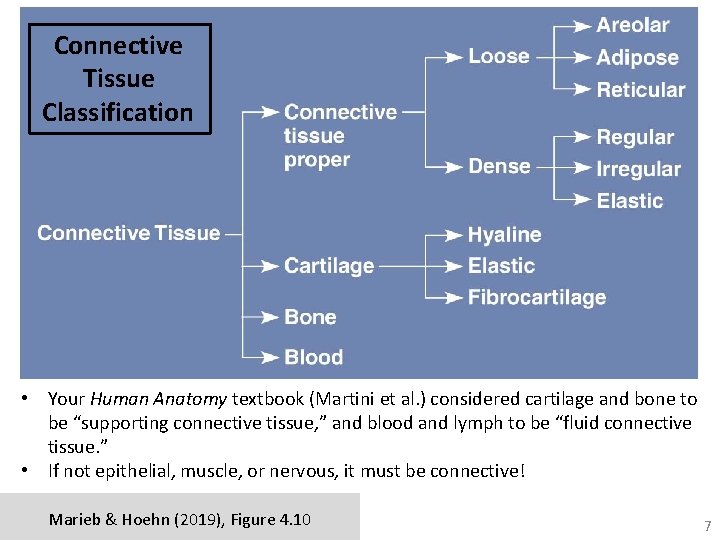 Connective Tissue Classification • Your Human Anatomy textbook (Martini et al. ) considered cartilage