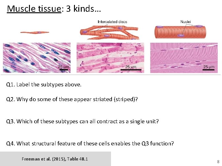 Muscle tissue: 3 kinds… Q 1. Label the subtypes above. Q 2. Why do