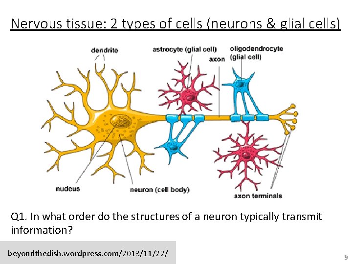 Nervous tissue: 2 types of cells (neurons & glial cells) Q 1. In what