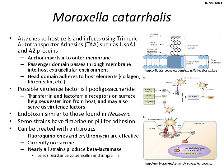 N. Patel F 2013 Moraxella catarrhalis • Attaches to host cells and infects using