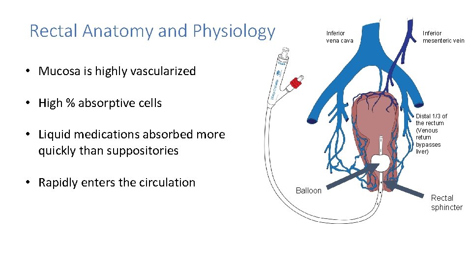 Rectal Anatomy and Physiology Inferior vena cava Inferior mesenteric vein • Mucosa is highly Rectal Anatomy and Physiology Inferior vena cava Inferior mesenteric vein • Mucosa is highly