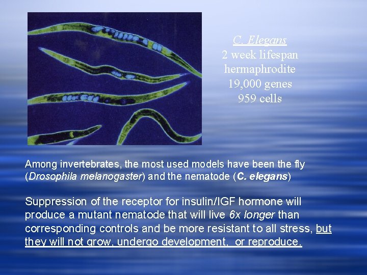 C. Elegans 2 week lifespan hermaphrodite 19, 000 genes 959 cells Among invertebrates, the