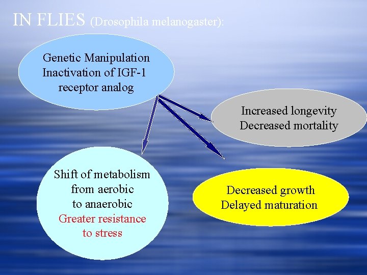 IN FLIES (Drosophila melanogaster): Genetic Manipulation Inactivation of IGF-1 receptor analog Increased longevity Decreased