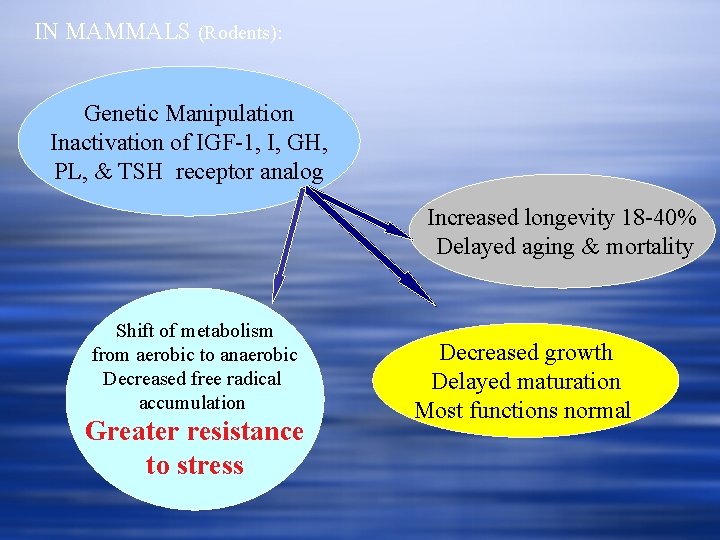 IN MAMMALS (Rodents): Genetic Manipulation Inactivation of IGF-1, I, GH, PL, & TSH receptor