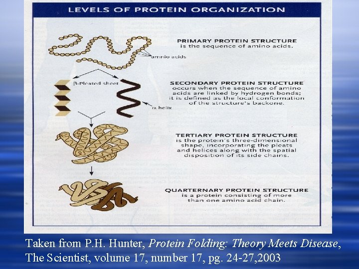 Taken from P. H. Hunter, Protein Folding: Theory Meets Disease, The Scientist, volume 17,