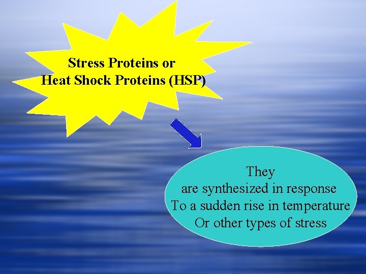 Stress Proteins or Heat Shock Proteins (HSP) They are synthesized in response To a