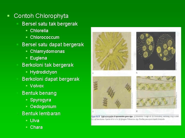 § Contoh Chlorophyta § Bersel satu tak bergerak § Chlorella § Chlorococcum § Bersel