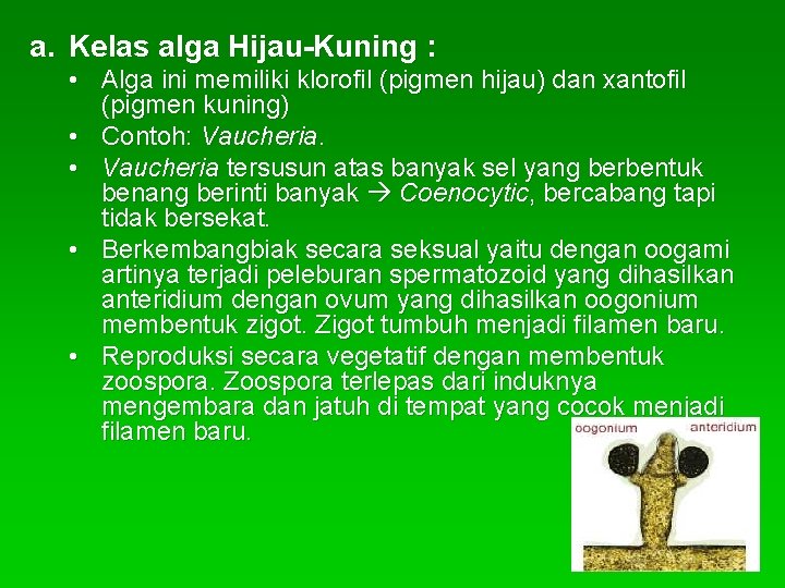 a. Kelas alga Hijau-Kuning : • Alga ini memiliki klorofil (pigmen hijau) dan xantofil