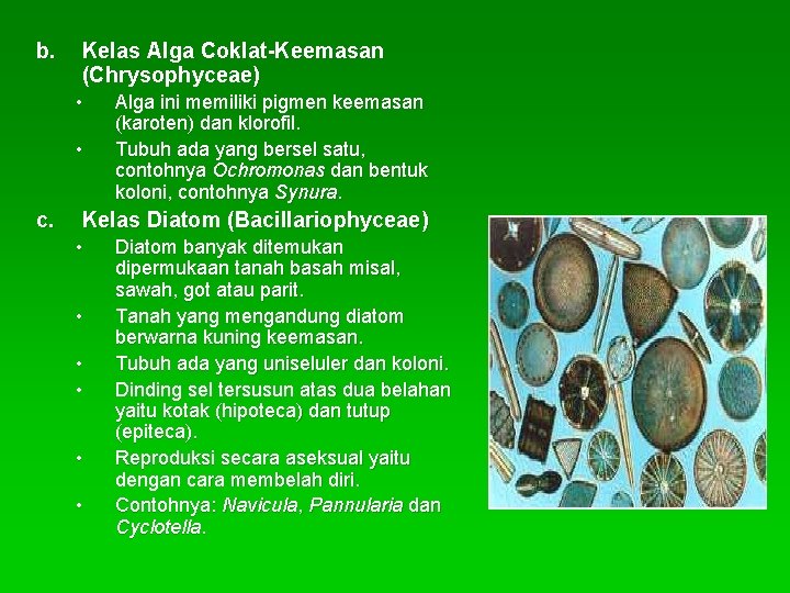 b. Kelas Alga Coklat-Keemasan (Chrysophyceae) • • c. Alga ini memiliki pigmen keemasan (karoten)