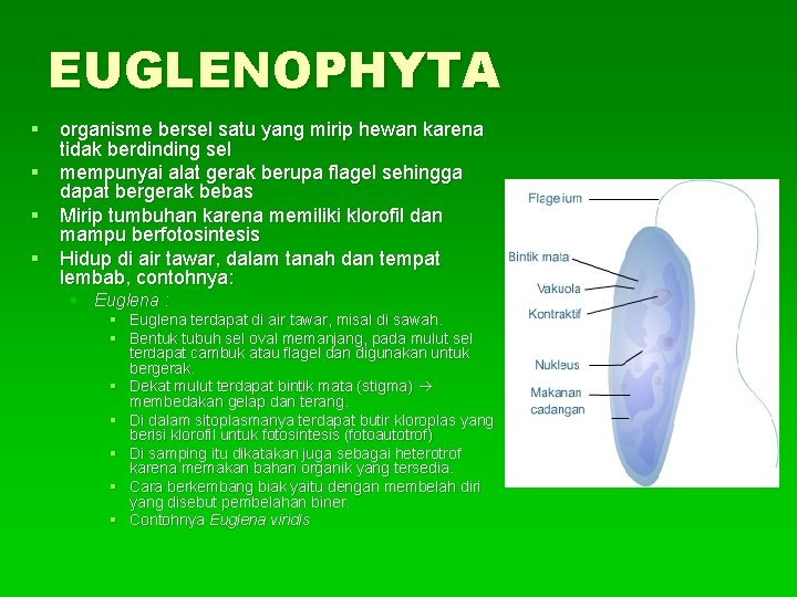 EUGLENOPHYTA § organisme bersel satu yang mirip hewan karena tidak berdinding sel § mempunyai