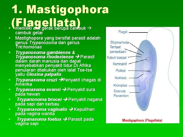 1. Mastigophora (Flagellata) § memiliki alat gerak berupa cambuk § § § § cambuk