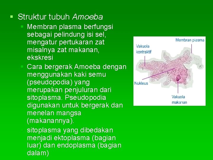 § Struktur tubuh Amoeba § Membran plasma berfungsi sebagai pelindung isi sel, mengatur pertukaran
