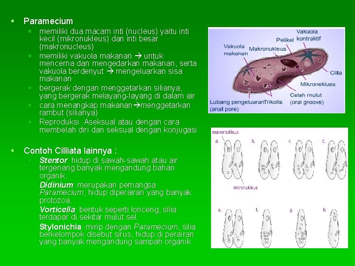 § Paramecium § memiliki dua macam inti (nucleus) yaitu inti kecil (mikronukleus) dan inti