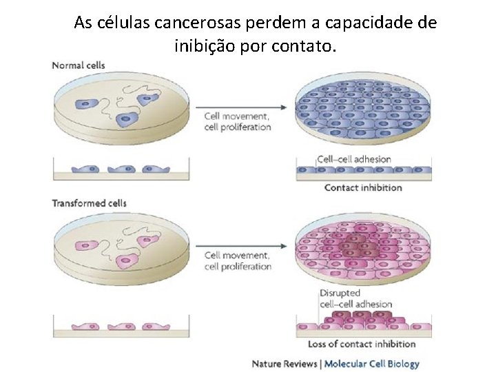 As células cancerosas perdem a capacidade de inibição por contato. 