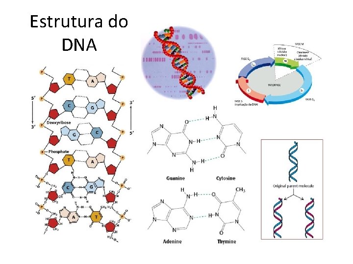 Estrutura do DNA 