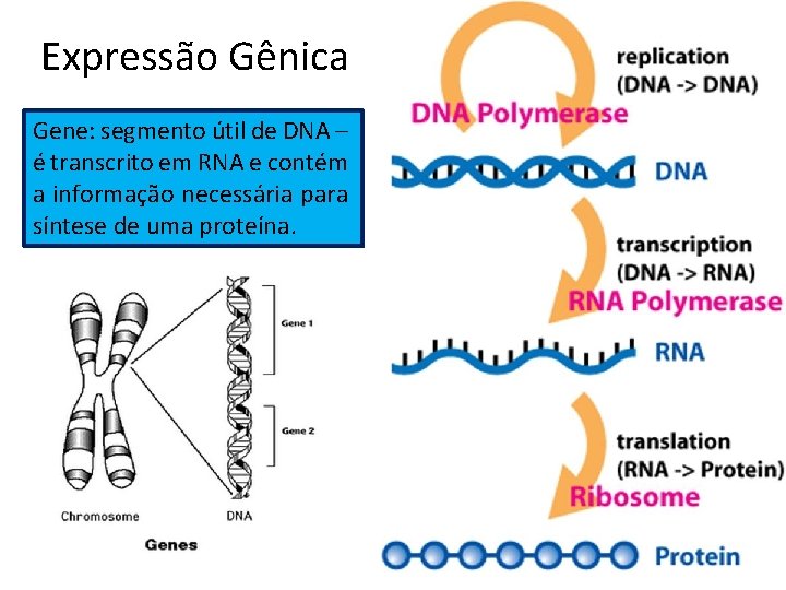 Expressão Gênica Gene: segmento útil de DNA – é transcrito em RNA e contém