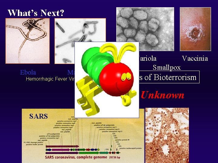 What’s Next? Ebola Marburg Hemorrhagic Fever Viruses Variola Vaccinia Smallpox Agents of Bioterrorism Unknown